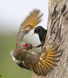 八哥最新爆料新闻视频,最新爆料新闻视频深度解析 第3张 八哥最新爆料新闻视频,最新爆料新闻视频深度解析 第3张